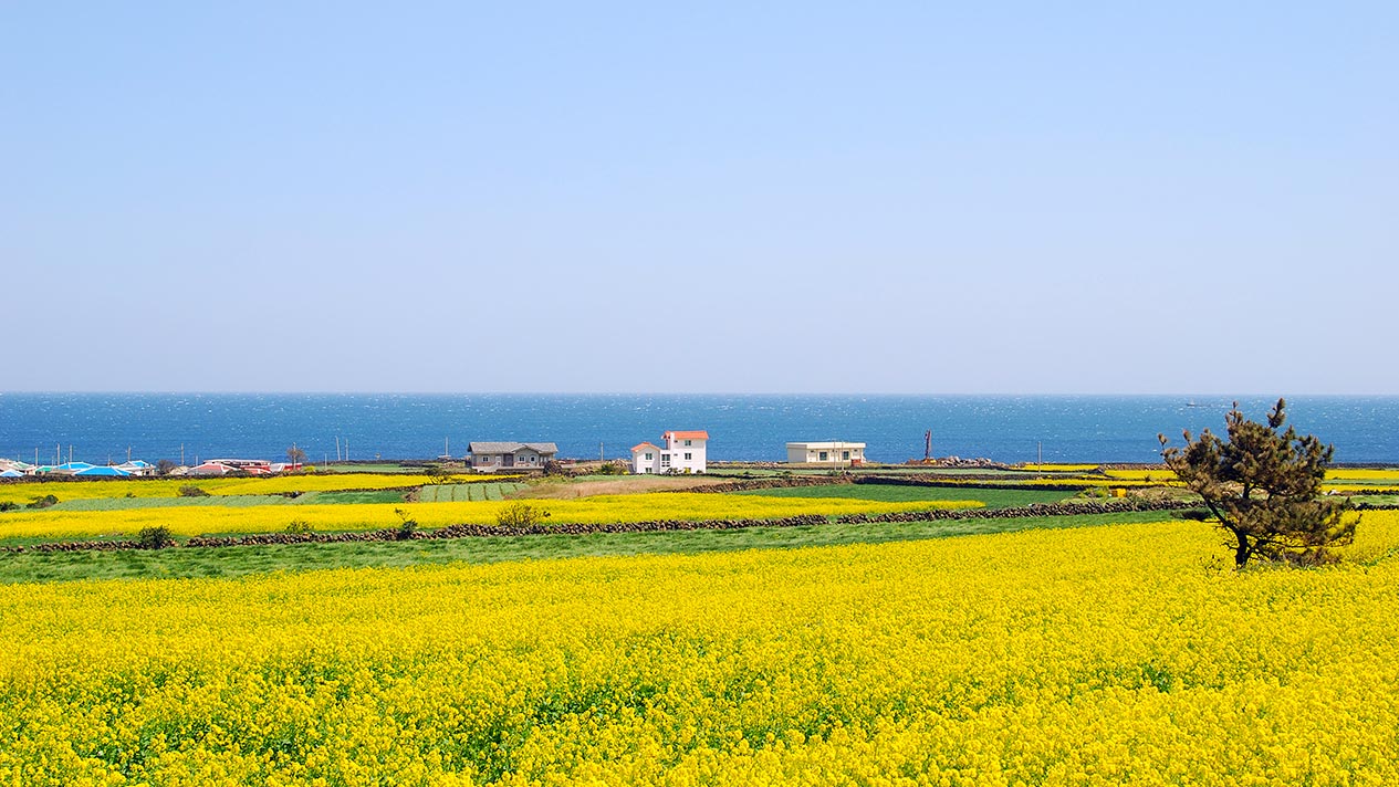 牛島